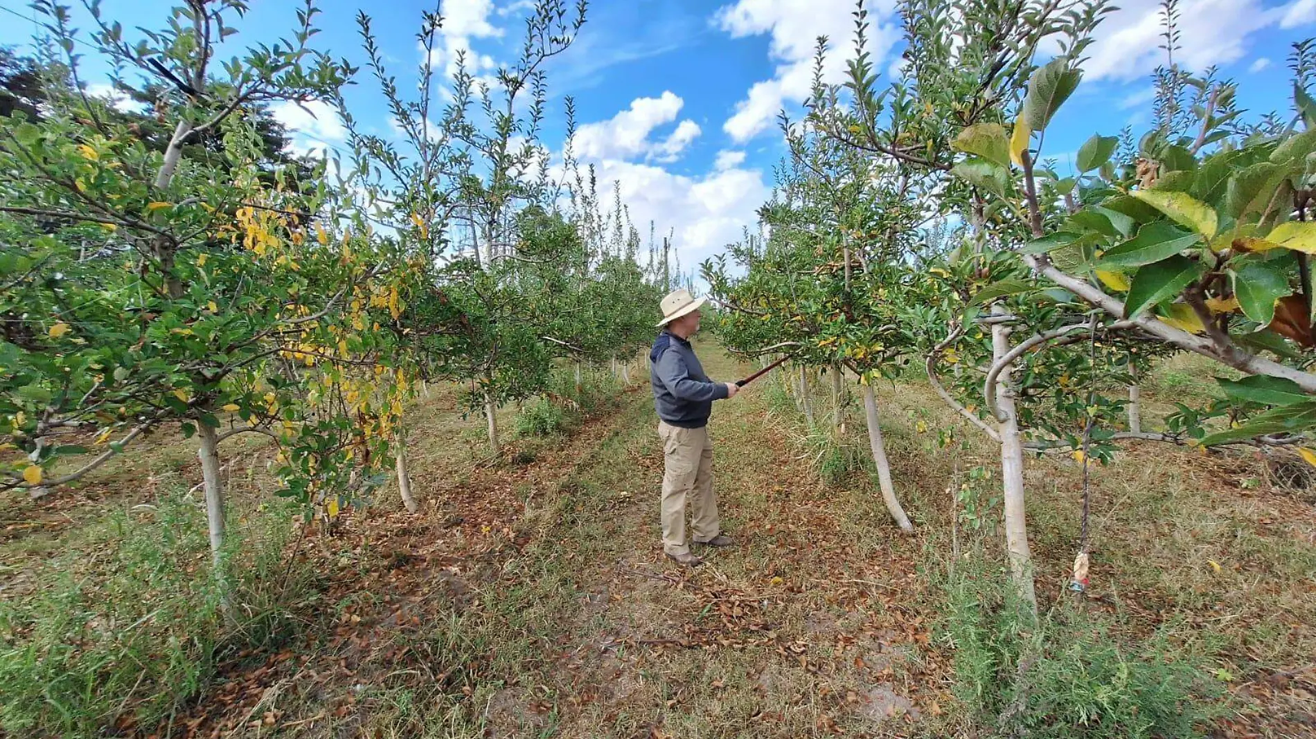 Fruticultores realizan labores de poda en el cultivo del manzano